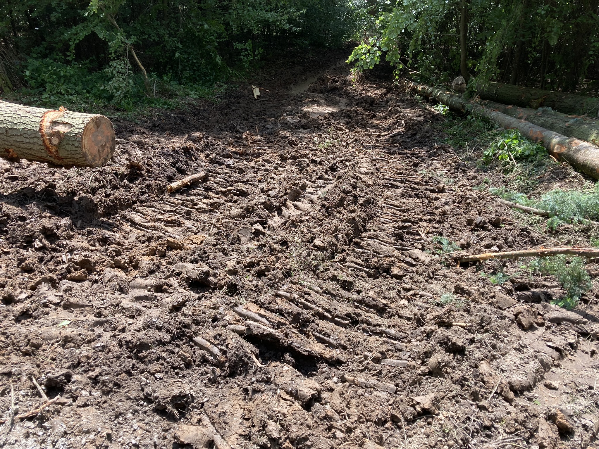 IMG_0762 Spuren Harvester Holzernte