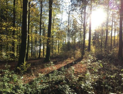 EU Deforestation Regulation