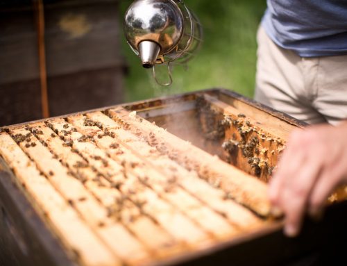 Training in bee education